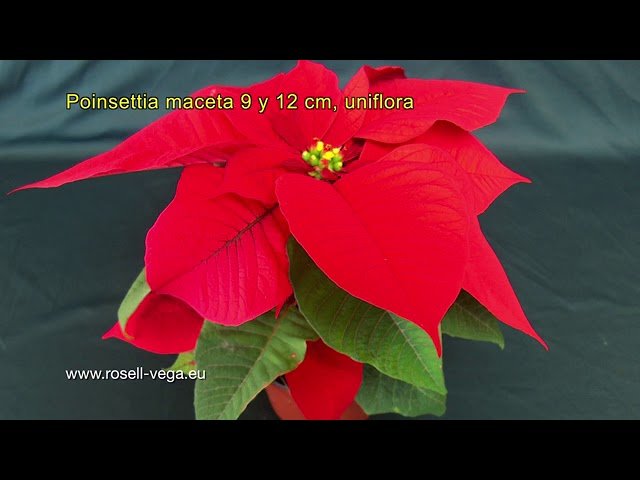 PONCESTIA CHINO, Miniatura